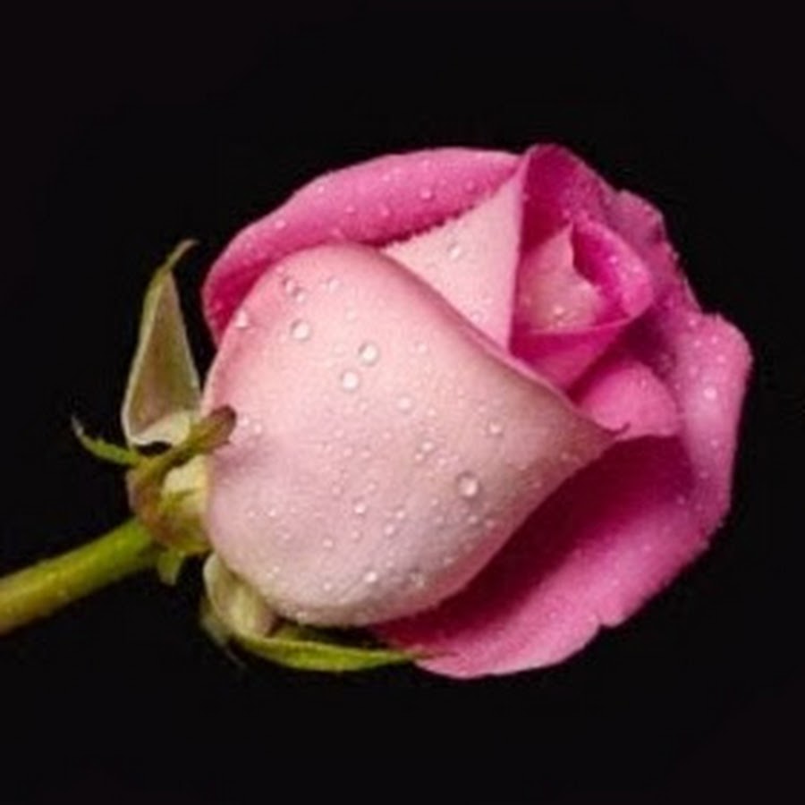 Роза из египта