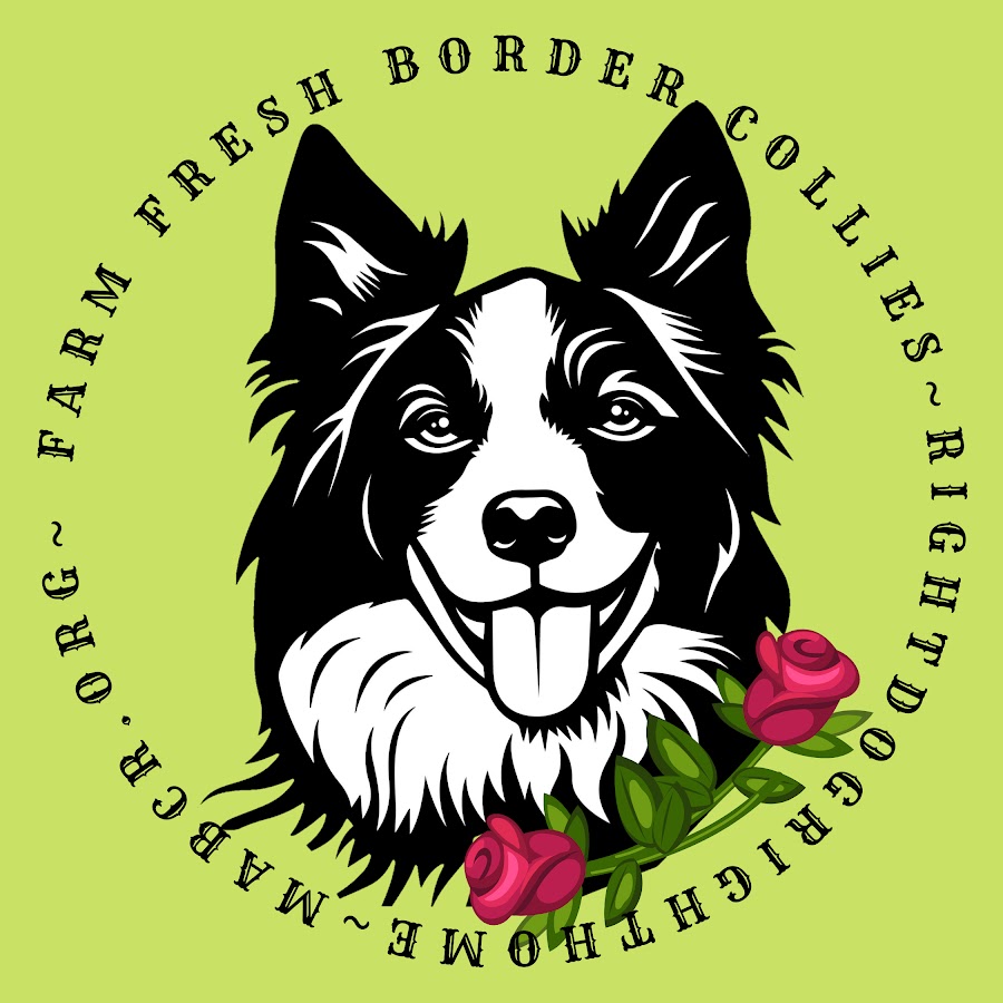 Mid Atlantic Border Collie Rescue - YouTube