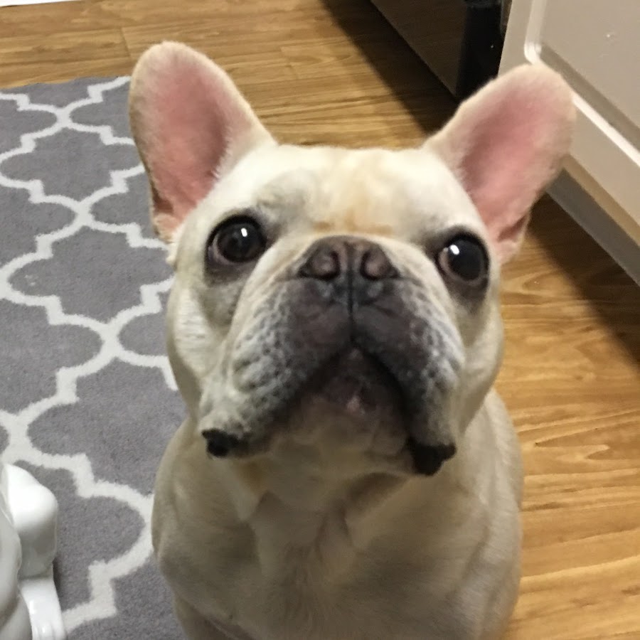 My Frenchie Friend YouTube
