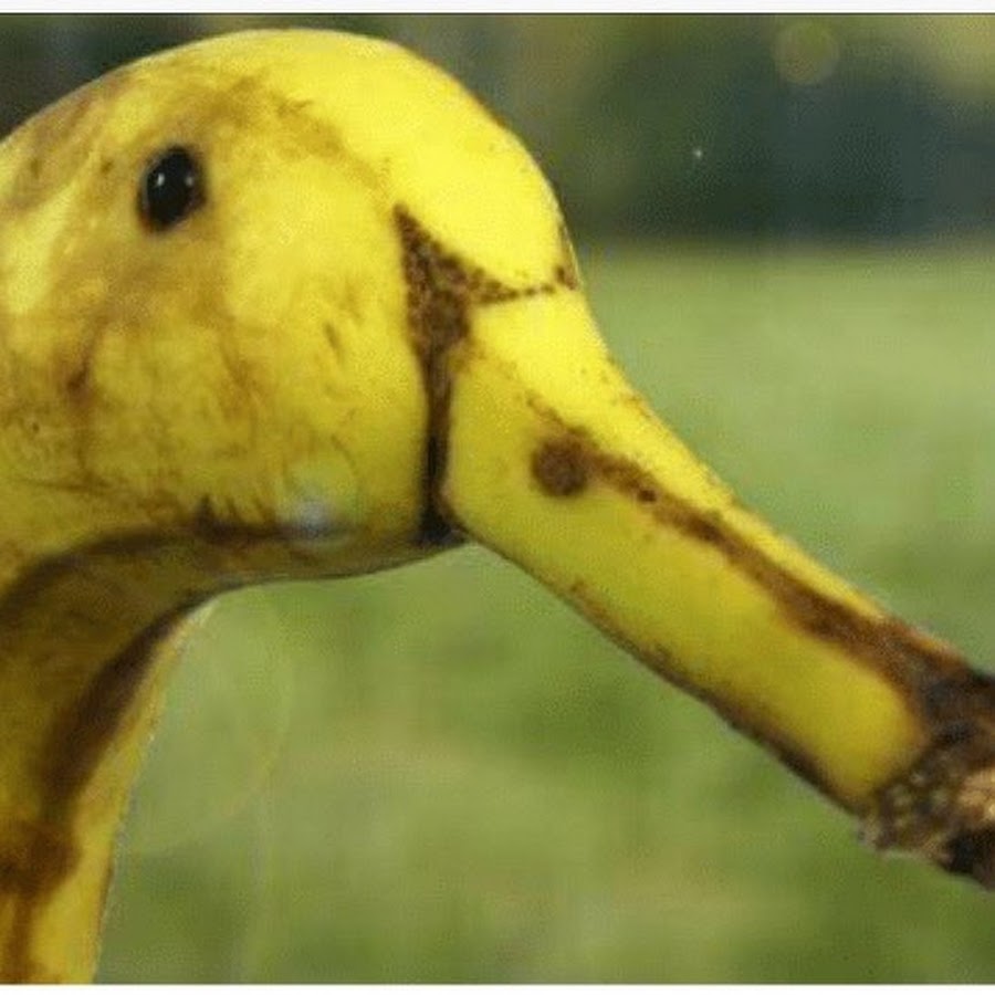 The Banana Duck YouTube
