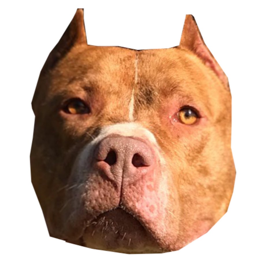 Pitbull BOYKA YouTube