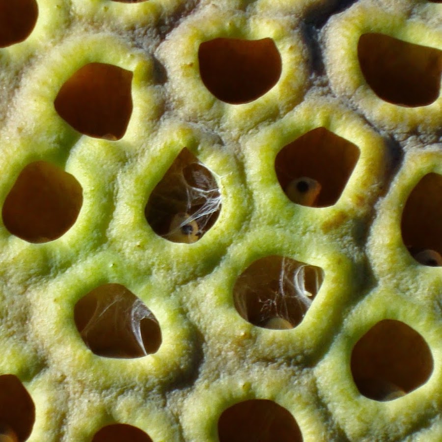 Garten Sonne - YouTube