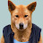 Dingo Supreme avatar