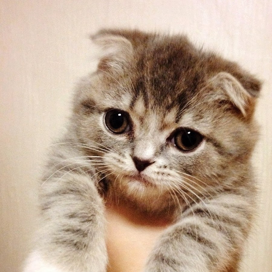 Hyesung Kim - YouTube