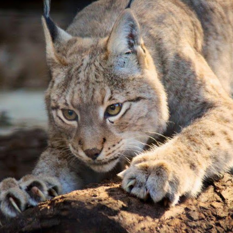 данчурова рысь. фэнтези хищные животные. рысь хср гайд. рысь хср гайд. рысь место обитания в россии.