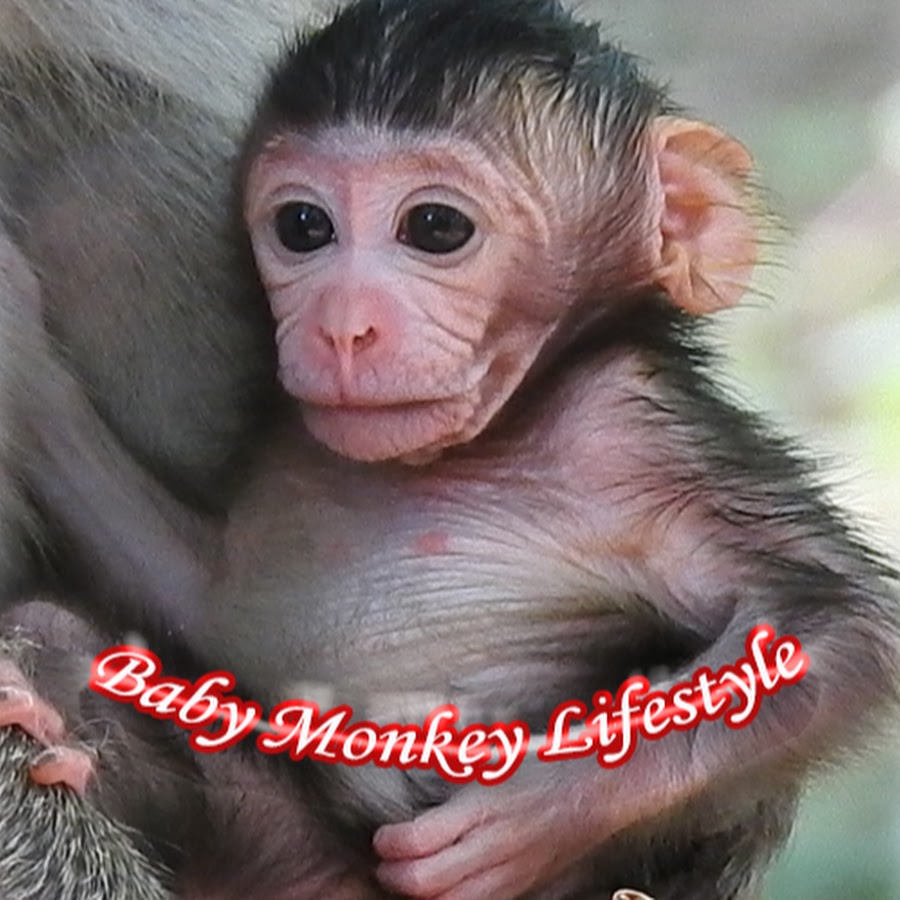 Baby Monkey Lifestyle - YouTube