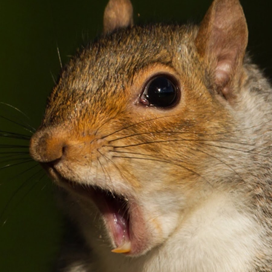 Epic Squirrels YouTube