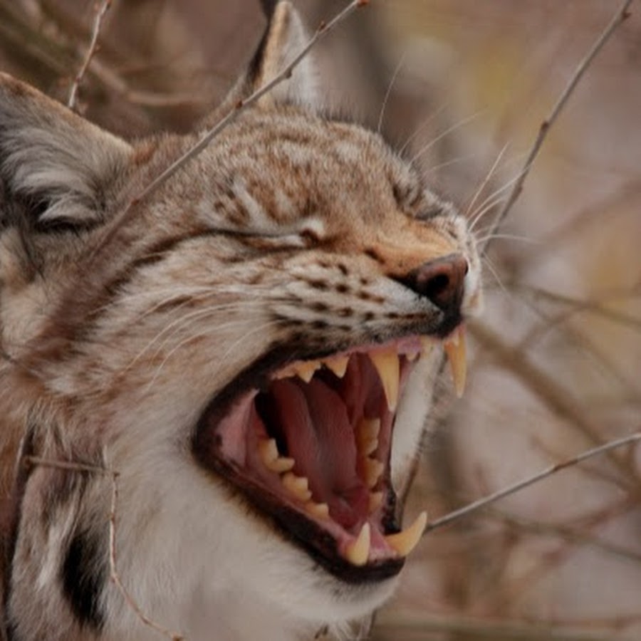 кричащие рыси. кричащие рыси. рысь рычит. кричащие рыси. кричащие рыси.