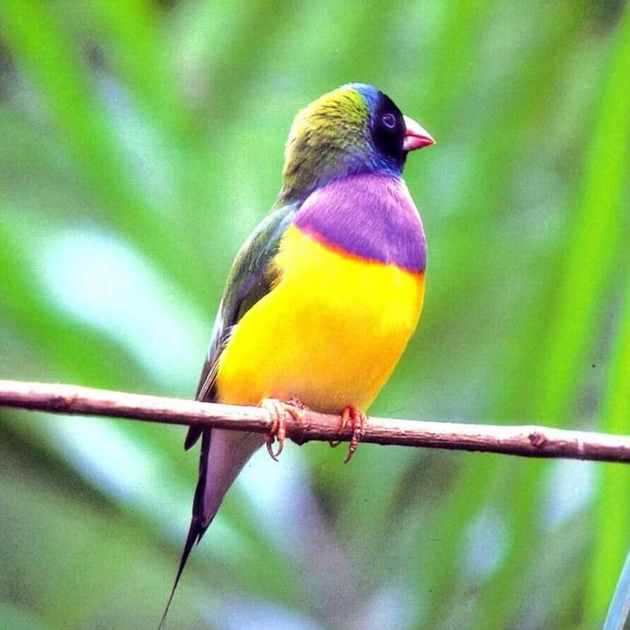 Bird's world 