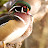 Wood Duck