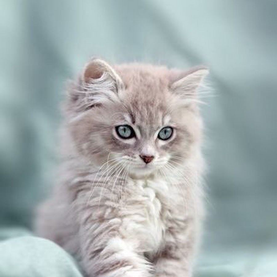 картинки котят милых и пушистых для телефона