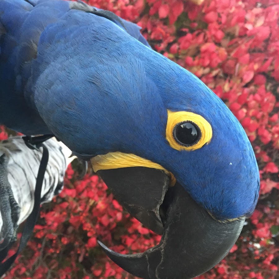 Parrots R Us 