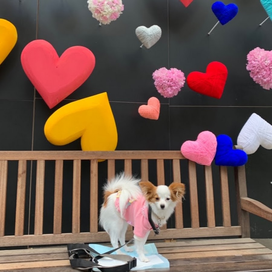 らむこつぽて 犬と猫とシンプルライフ Youtube