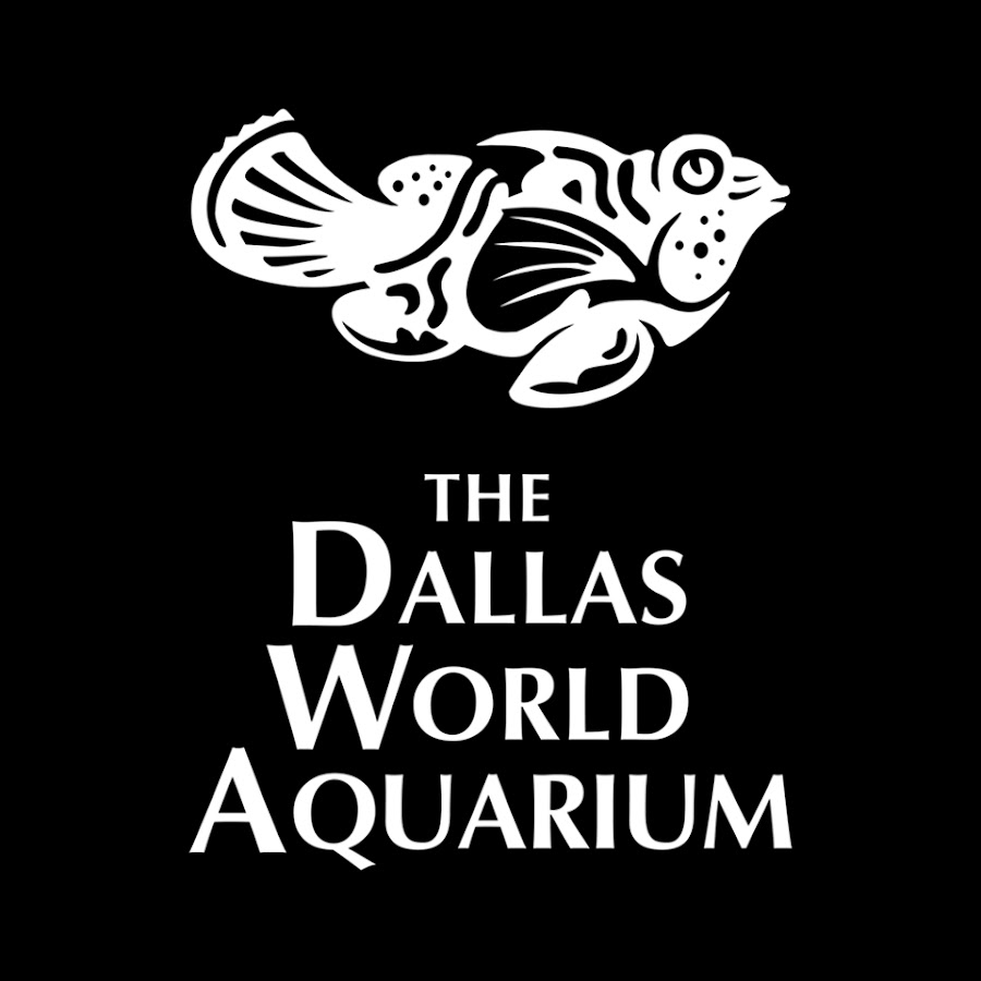 Dallas World Aquarium - AATXAJzjfruHL32v9xZDD0CZU9 Twkf17ftvnsWUEA=s900 C K C0xffffffff No Rj Mo
