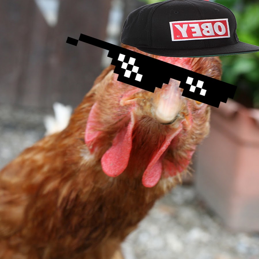 Died Chicken YouTube