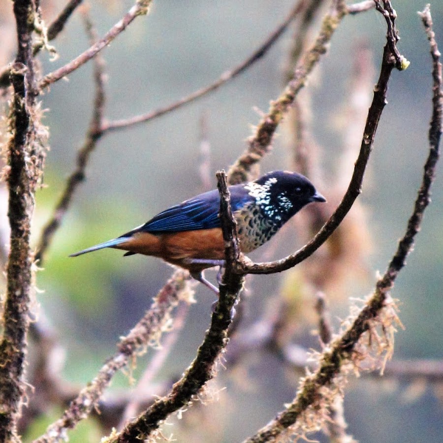 Costa Rica bird watching tours 