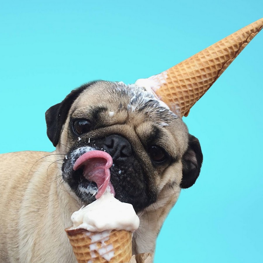 Doug the Pug YouTube