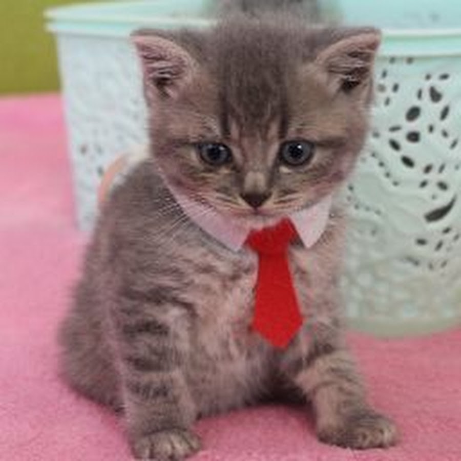 Kitten Street - YouTube