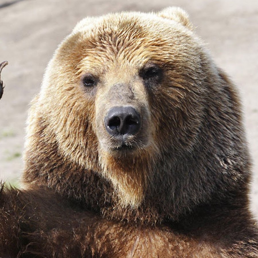 Blue Beary - YouTube