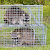 how to watch animal control