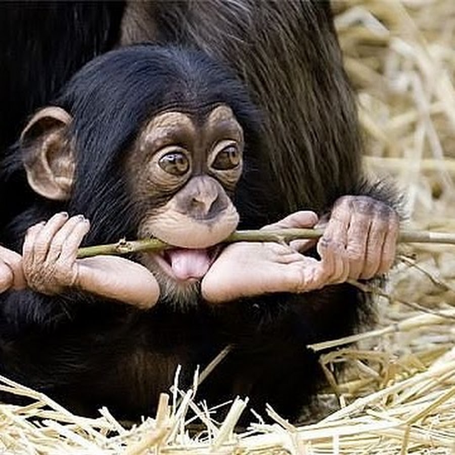 Шимпанзе конечности. Рука обезьяны. Лапа обезьяны.