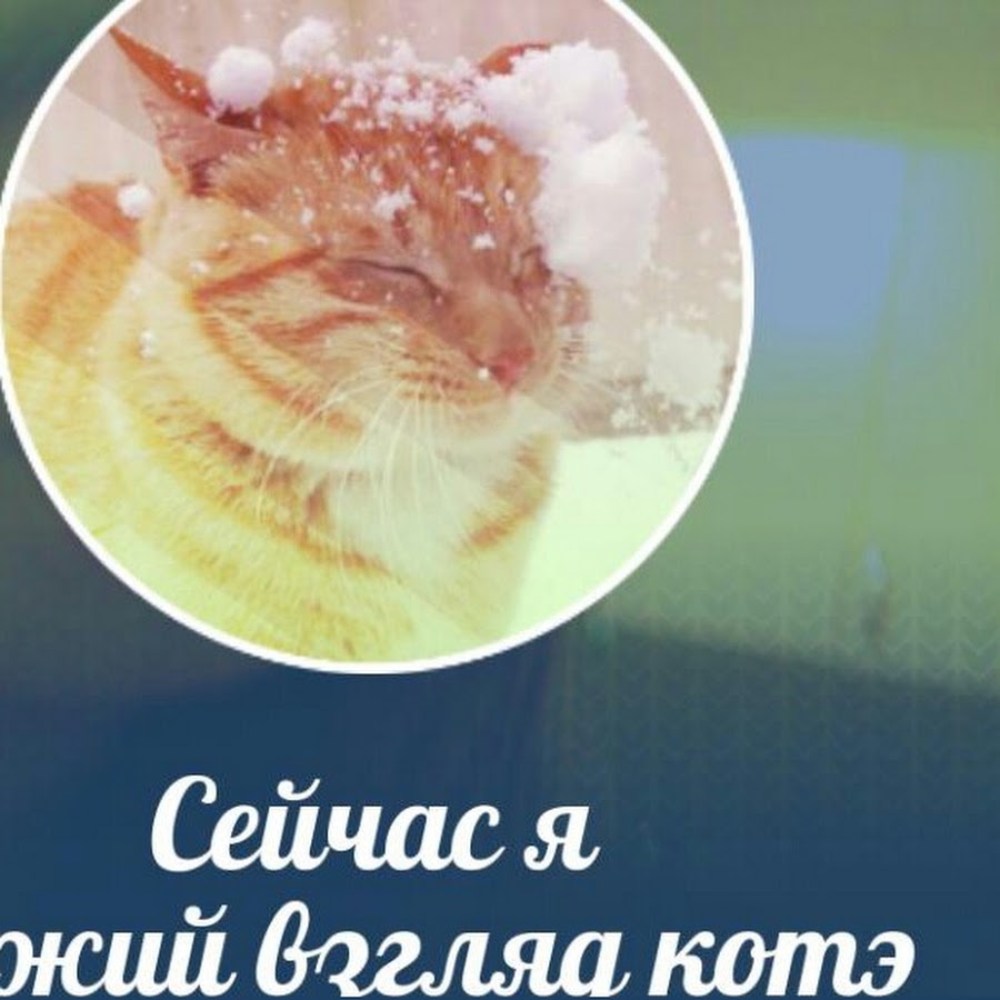 Киса в машине