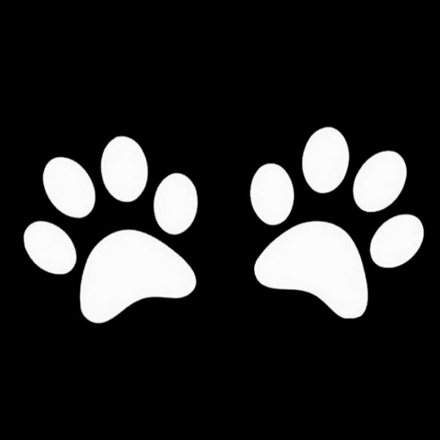 кошачьи лапки следы. отпечаток лапы кота. черные кошачьи лапки. след лапы кошки. след леопарда.