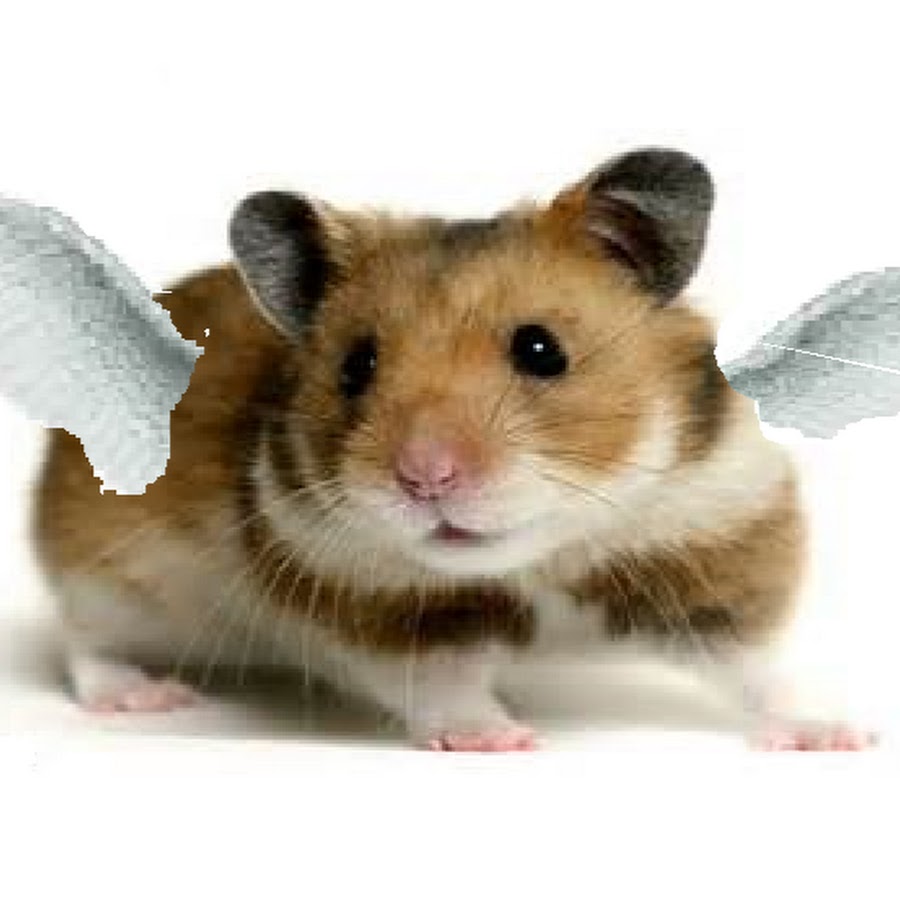 THE FLYING HAMSTER YouTube