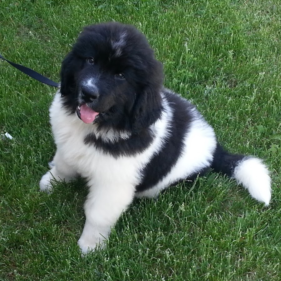 MN Landseer Newfoundlands YouTube