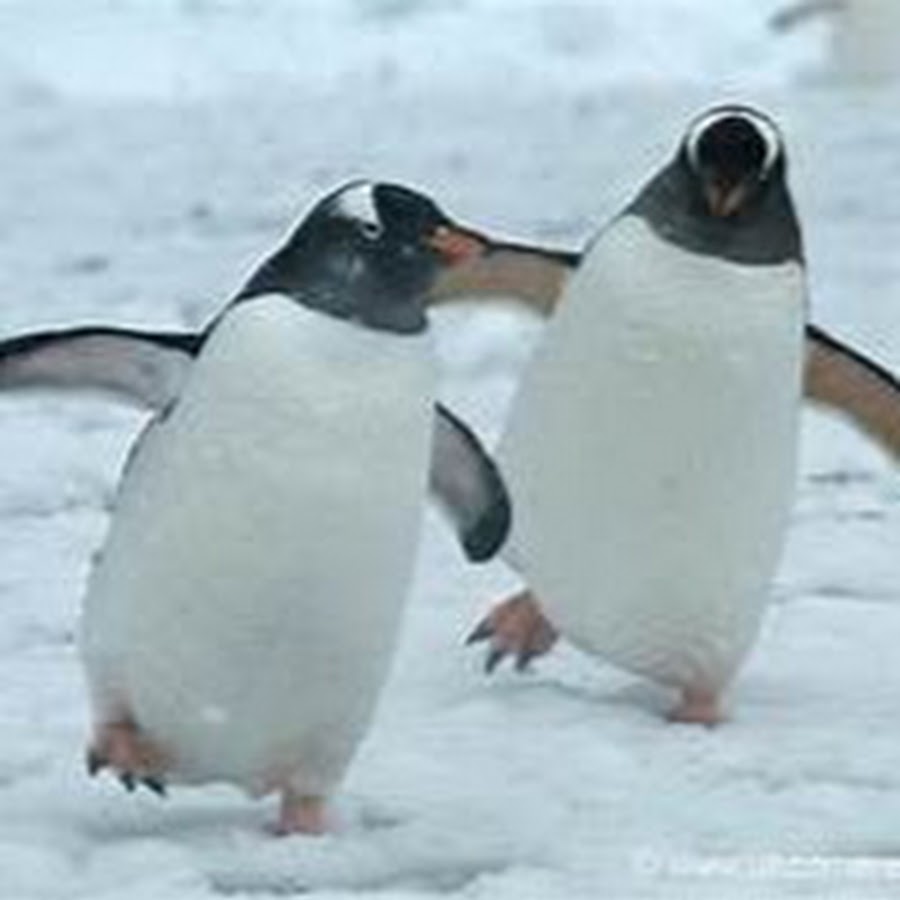 Dancing Penguins YouTube