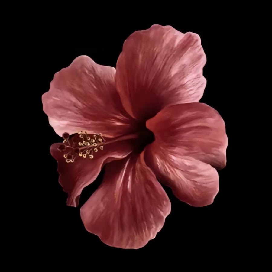 Coline D. - YouTube