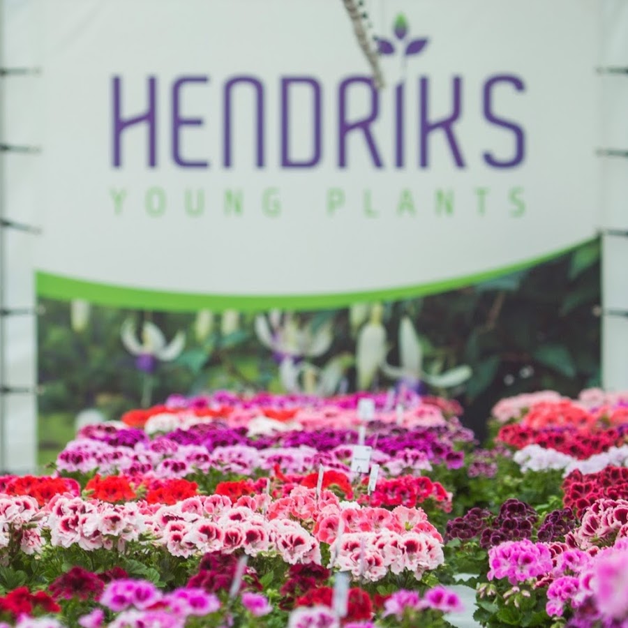 Hendriks Young Plants YouTube