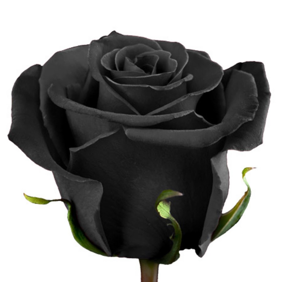 Черные розы в горшке