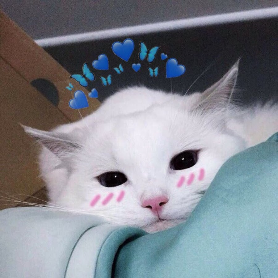 Aesthetic Cat YouTube