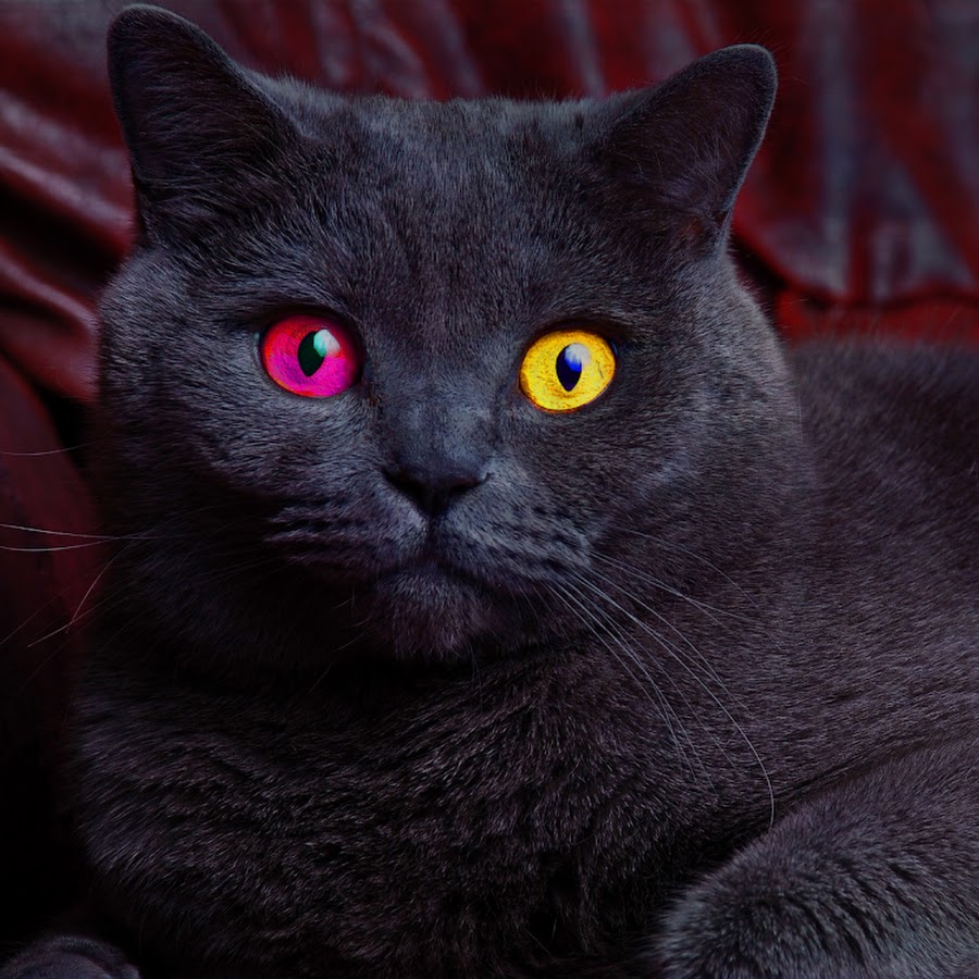 Red Eyed Cat YouTube