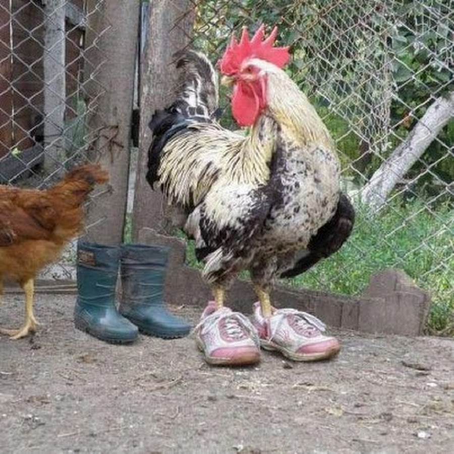 приколы про курей. петух в кроссовках. петух в кроссовках. петух в модных кедах. петух в кедах.