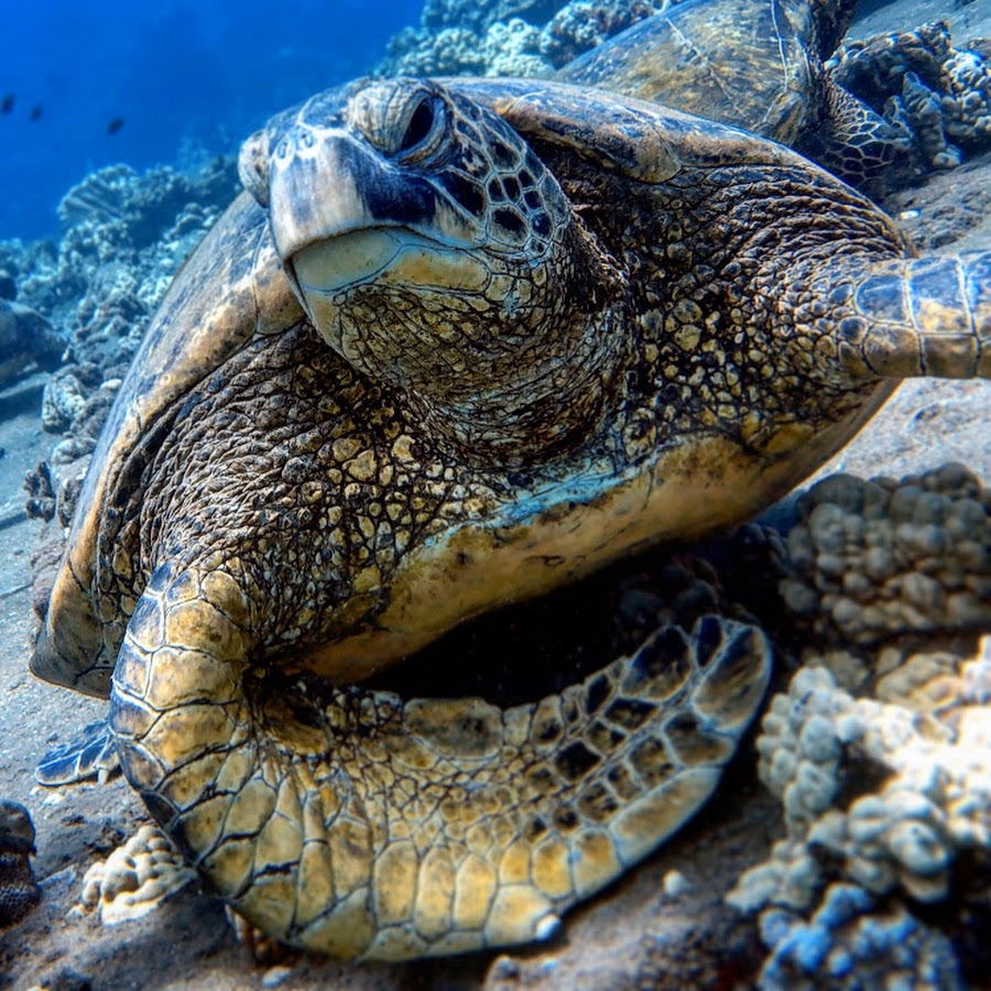 un maui