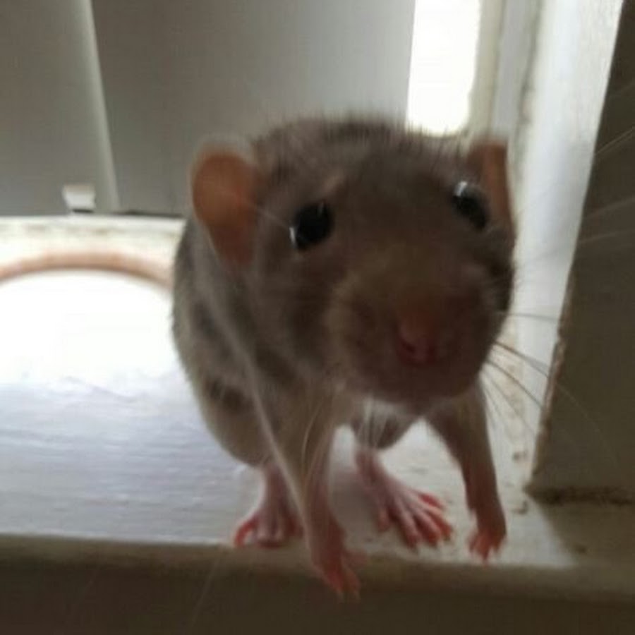 Огромная крыса на кухне. Крысы домашние питомцы. Что это делает крыса. Что это делает крыса. Рассказ про крысу.