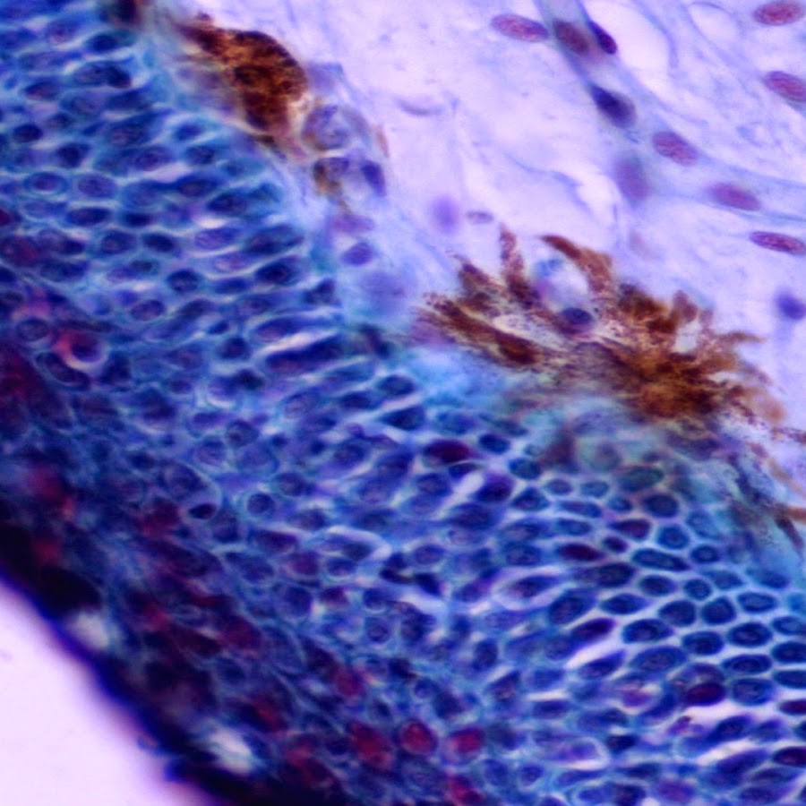 Http Histology Medicine Umich Edu Full Slide List