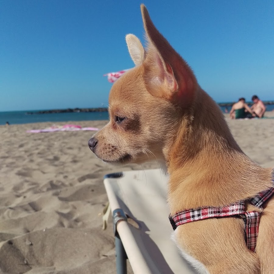 Sevimli Köpek Badi Chihuahua Buddy YouTube