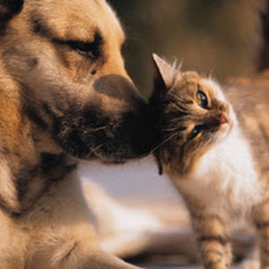 Animals Doctor YouTube