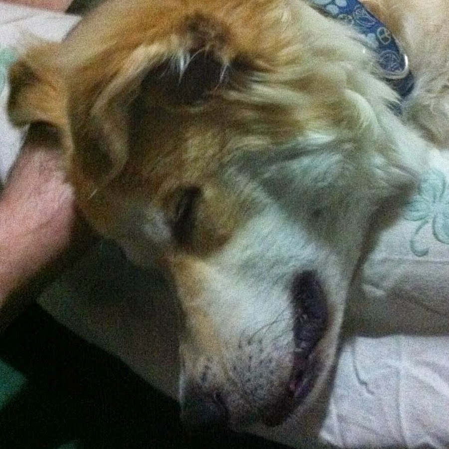 BackyardHomesteading - YouTube