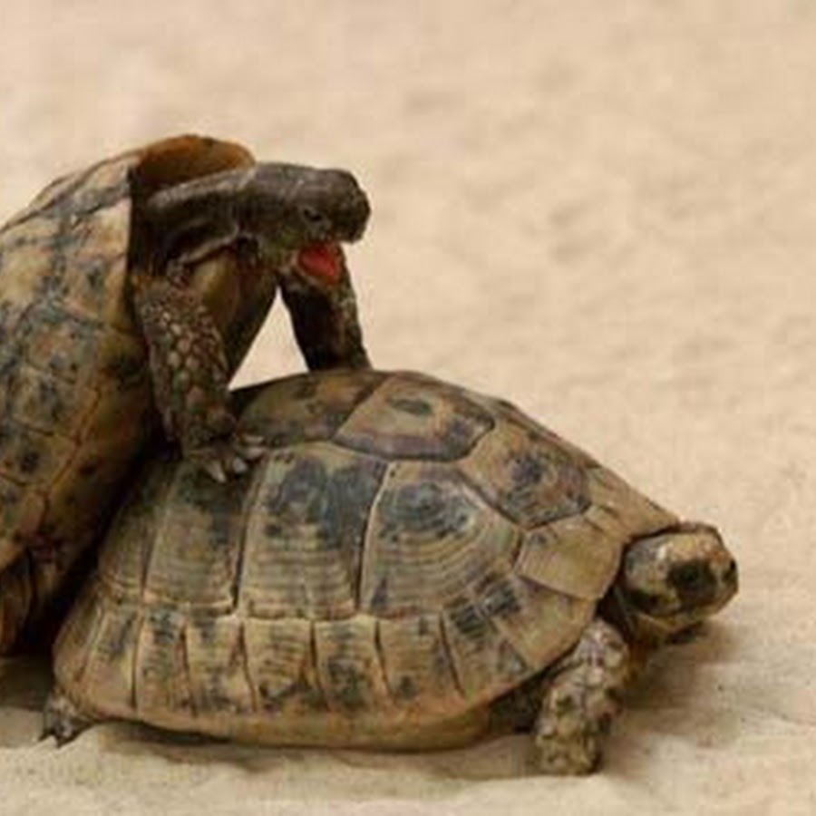 черепахи спаривание