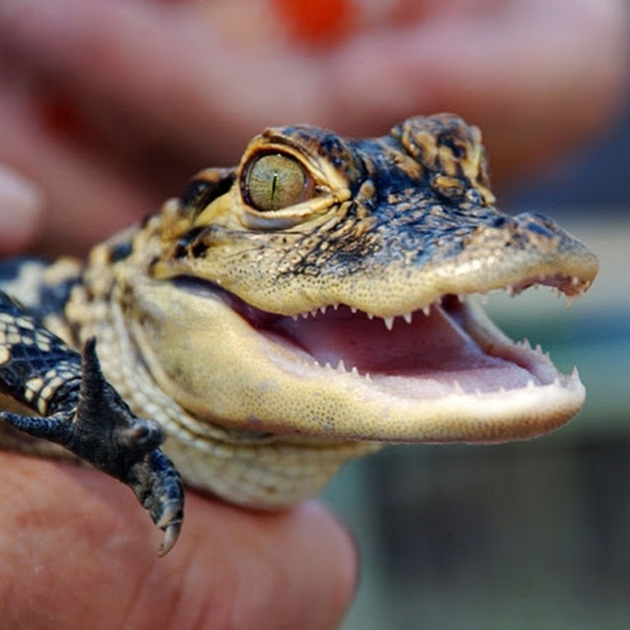 Alligator. Африканский карликовый крокодил. Детеныш крокодила. Крокодиловый кайман маленький. Нильский крокодильчик детёныши.