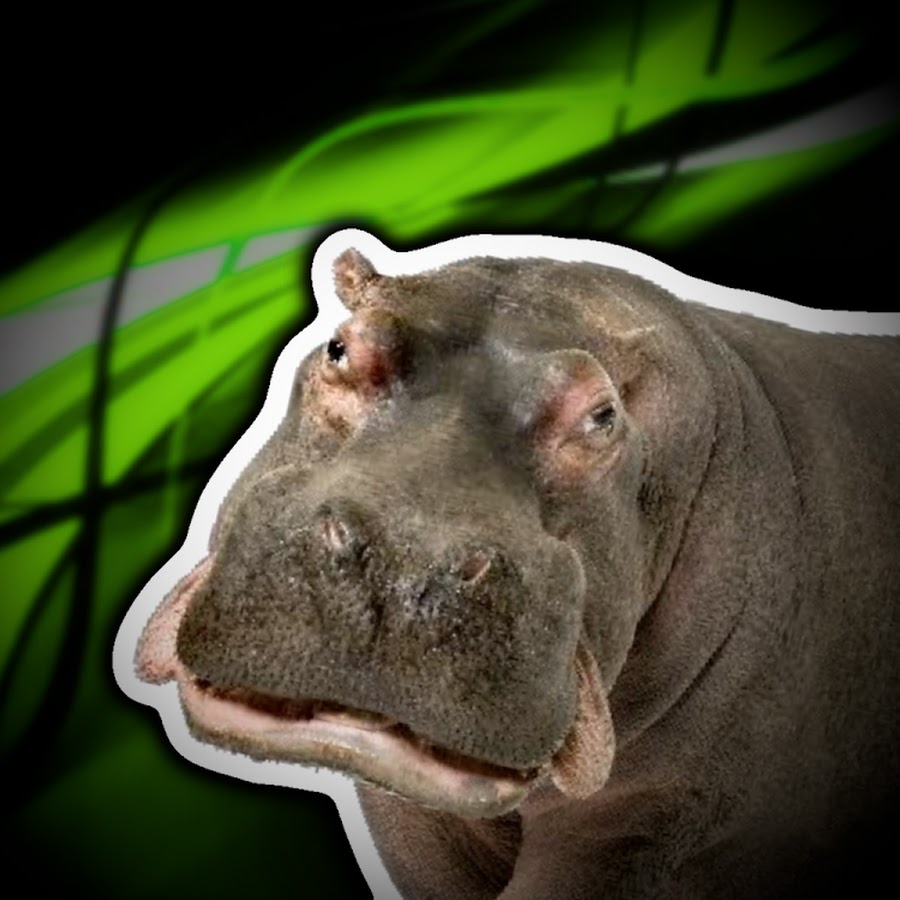 Hippsthehippo YouTube