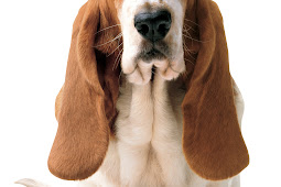 hush puppies origin country Southern hush puppies – 1k recipes!