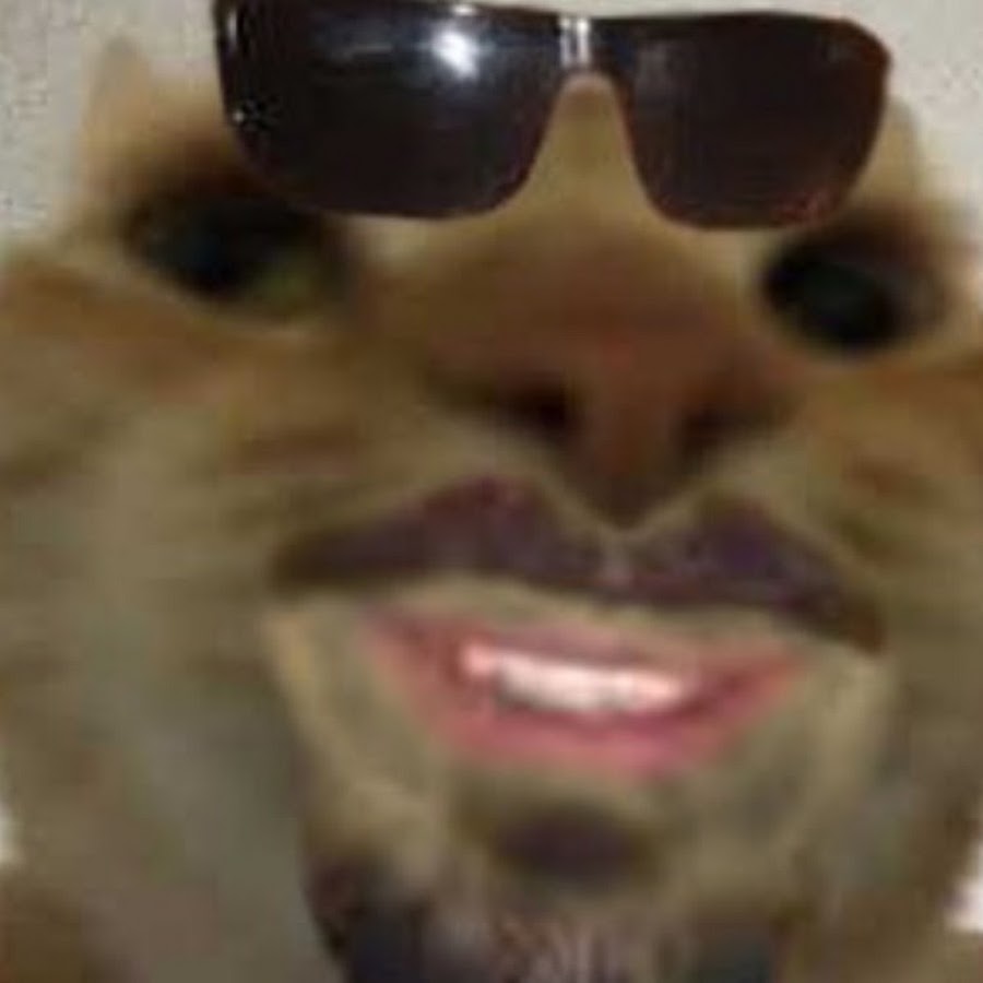 Мускулистая кошка. Мем monday left me broken. Джонни ноксвилл кот. Кошка гигачад. Кот чад.