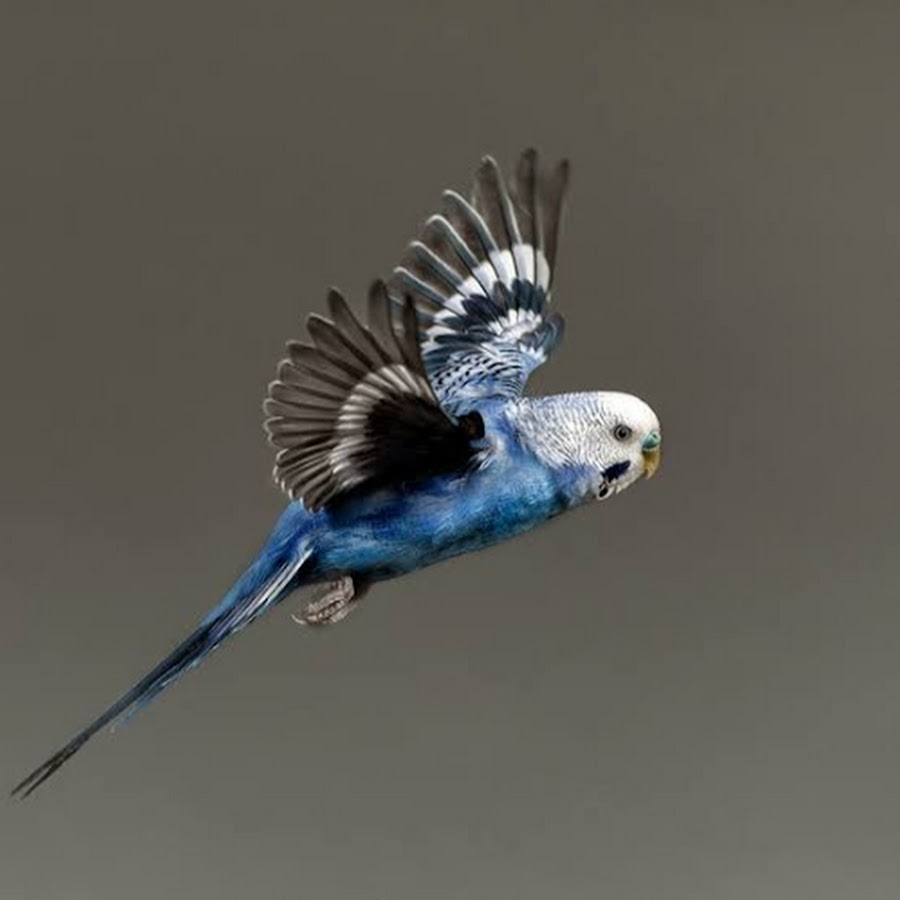 Волнистый попугай машет крыльями. Волнистый попугайчик летает. Волнистый попугай в полете. Попугай волнистый голубой. Волнистый попугай синий.