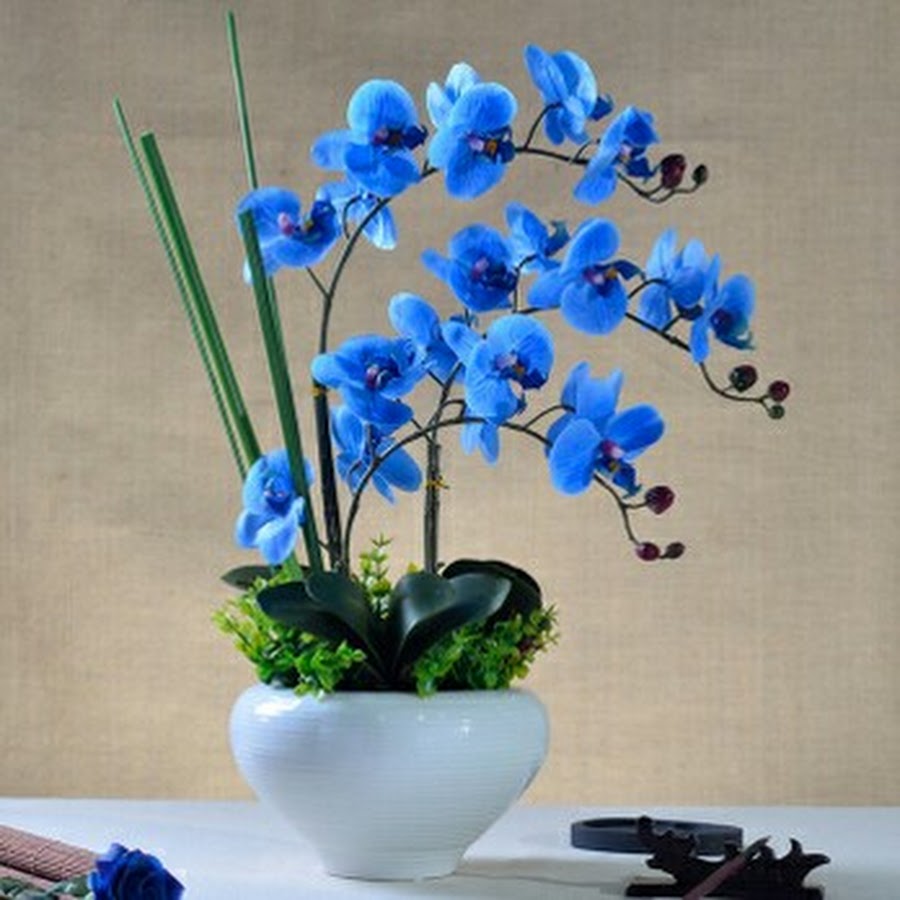 Синяя орхидея в горшке. Орхидея фаленопсис Гарден. Орхидея фаленопсис синяя. Орхидея фаленопсис голубая. Королевская Орхидея фаленопсис.