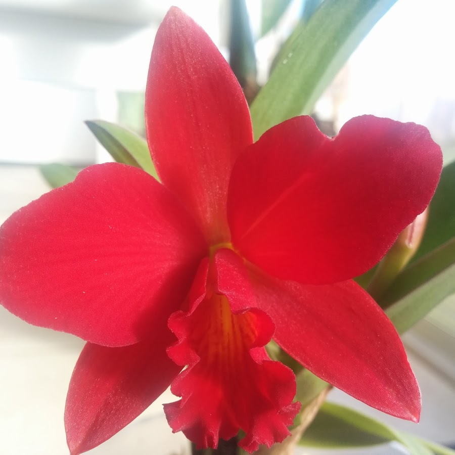 Orchid Galaxy - YouTube